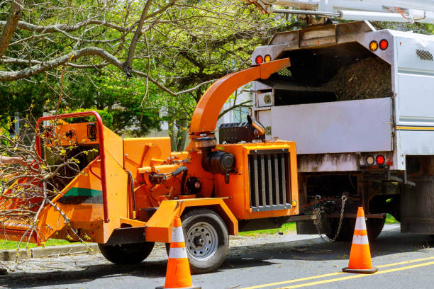 Best Tree Risk Assessment  in Imperial, MO